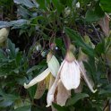 Clematis cirrhosa var.balearica fleur